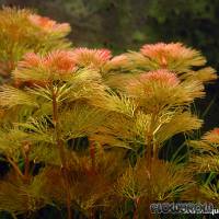 Cabomba furcata - Red Cabomba - Flowgrow Aquatic Plant Database