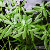 Callitriche palustris agg. - Flowgrow Aquatic Plant Database