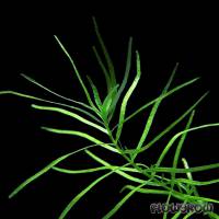 Callitriche terrestris - Terrestrial Water-starwort - Flowgrow Aquatic Plant Database