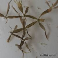 Caloglossa cf. beccarii - Flowgrow Aquatic Plant Database