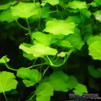 Cardamine lyrata - Flowgrow Aquatic Plant Database