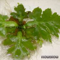 Ceratopteris pteridoides - Flowgrow Aquatic Plant Database