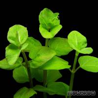 Clinopodium brownei - Browne's savory - Flowgrow Aquatic Plant Database