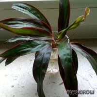 Cordyline fruticosa - Ti plant - Flowgrow Aquatic Plant Database