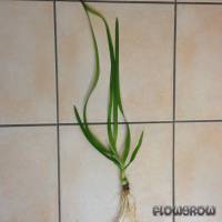 Crinum thaianum - Flowgrow Aquatic Plant Database