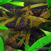 Cryptocoryne albida - White water trumpet - Flowgrow Aquatic Plant Database