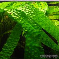 Cryptocoryne aponogetifolia - Flowgrow Aquatic Plant Database