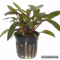 Cryptocoryne beckettii "Petchii" - Petch's water trumpet - Flowgrow Aquatic Plant Database