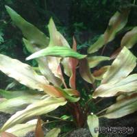 Cryptocoryne beckettii "Petchii Pink" - Flowgrow Aquatic Plant Database