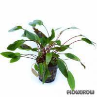 Cryptocoryne beckettii "Viridifolia" - Beckett's water trumpet, green - Flowgrow Aquatic Plant Database