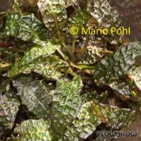 Cryptocoryne bullosa - Flowgrow Aquatic Plant Database