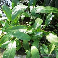 Cryptocoryne ciliata - Flowgrow Aquatic Plant Database