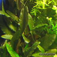 Cryptocoryne cordata var. siamensis - Flowgrow Aquatic Plant Database