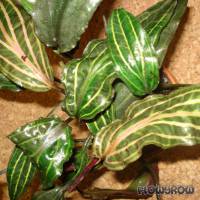 Cryptocoryne cordata var. siamensis 'Rosanervig' - Flowgrow Aquatic Plant Database