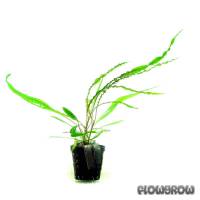 Cryptocoryne crispatula var. balansae - Flowgrow Aquatic Plant Database