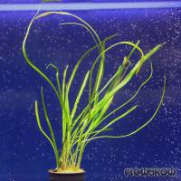 Cryptocoryne crispatula var. flaccidifolia - Flowgrow Aquatic Plant Database