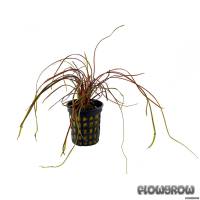 Cryptocoryne crispatula var. kubotae - Kubota's water trumpet - Flowgrow Aquatic Plant Database