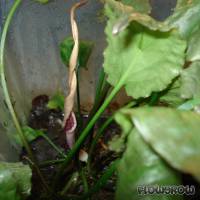 Cryptocoryne fusca - Flowgrow Aquatic Plant Database