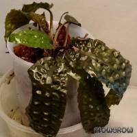 Cryptocoryne hudoroi - Flowgrow Aquatic Plant Database