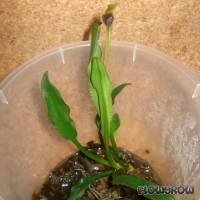 Cryptocoryne nevillii - Flowgrow Aquatic Plant Database