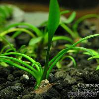 Cryptocoryne parva - Flowgrow Aquatic Plant Database