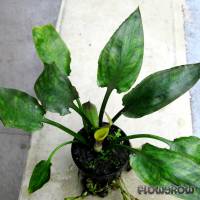 Cryptocoryne pontederiifolia - Flowgrow Aquatic Plant Database