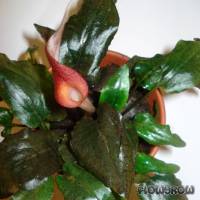 Cryptocoryne × purpurea - Flowgrow Aquatic Plant Database