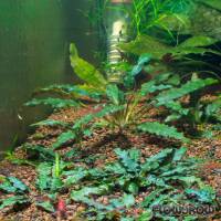 Cryptocoryne pygmaea - Flowgrow Aquatic Plant Database