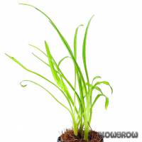 Cryptocoryne retrospiralis - Flowgrow Aquatic Plant Database