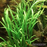 Cryptocoryne spiralis var. caudigera - Flowgrow Aquatic Plant Database