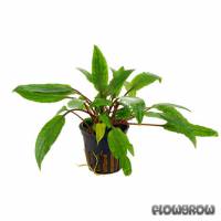 Cryptocoryne undulata 'Broad Leaves' - Flowgrow Aquatic Plant Database