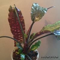 Cryptocoryne usteriana - Flowgrow Aquatic Plant Database