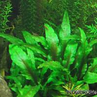 Cryptocoryne walkeri - Flowgrow Aquatic Plant Database