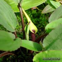 Cryptocoryne walkeri "lutea" - Flowgrow Aquatic Plant Database