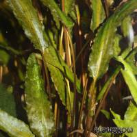 Cryptocoryne wendtii ''braun'' - Flowgrow Aquatic Plant Database