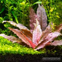 Cryptocoryne wendtii 'Flamingo' - Flamingo water trumpet - Flowgrow Aquatic Plant Database