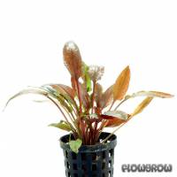 Cryptocoryne wendtii 'Florida Sunset' - Flowgrow Aquatic Plant Database