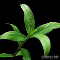 Diodia virginiana - Flowgrow Aquatic Plant Database