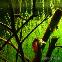 Drepanocladus aduncus - Kneiff's Hook-moss - Flowgrow Aquatic Plant Database
