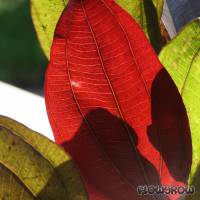 Echinodorus 'Aflame' - Flowgrow Aquatic Plant Database