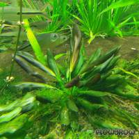 Echinodorus × barthii - Double Red Osiris - Flowgrow Aquatic Plant Database