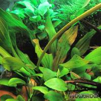 Echinodorus 'Dschungelstar' Nr. 3 - Flowgrow Aquatic Plant Database