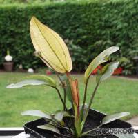 Echinodorus 'Fantastic Color' - Flowgrow Aquatic Plant Database