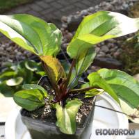 Echinodorus 'Frans Stoffels' - Flowgrow Aquatic Plant Database