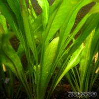 Echinodorus grisebachii 'Bleherae' - Broadleaved Amazon Swordplant - Flowgrow Aquatic Plant Database