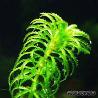 Egeria najas - Narrow-leaf Anacharis - Flowgrow Aquatic Plant Database