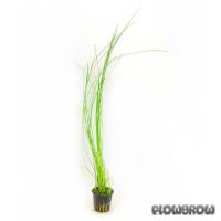 Eleocharis sp. "montevidensis" - Giant hairgrass - Flowgrow Aquatic Plant Database
