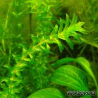 Elodea canadensis - Canadian waterweed - Flowgrow Aquatic Plant Database