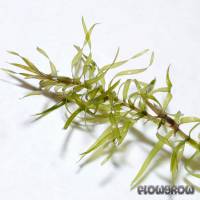 Elodea nuttallii - Nuttall's waterweed - Flowgrow Aquatic Plant Database