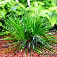 Eriocaulon cinereum - Flowgrow Aquatic Plant Database